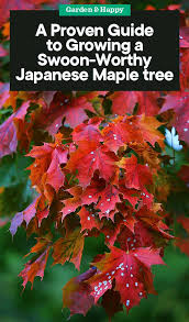There are several varieties of for trees with balled roots, the roots system should be approximately 4 inches wider for every foot of growth for the tree. A Complete Guide To Growing A Japanese Maple Tree Garden And Happy