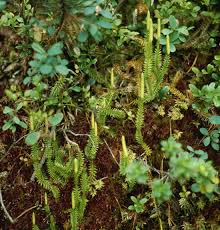 Image result for Lycopodiella sarcocaulon