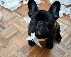 French bulldog puppies for sale thamilton. Best French Bulldog Rescues In Ohio 2021 We Love Doodles