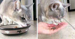 The cat associates the feeling of illness with that food and will, therefore, try to avoid it. 5 Ways To Entice Your Sick Cat To Eat Cole Marmalade