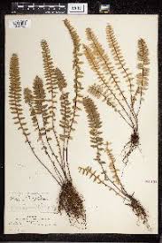 Image result for Cheilanthes involuta