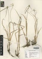 Image result for Kyllinga appendiculata