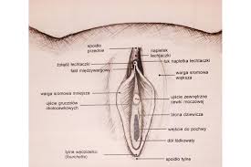 Labioplastyka w szpitalu na NFZ – przypadek pacjentki . Czy warto?