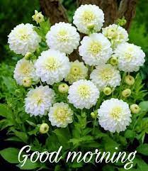 Every morning is a present of life, a positive start will make sure that you remain positive whole moment. Good Morning My Friends Ca A Flowers For You Facebook