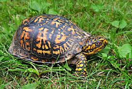 Since box turtles are always in need of food items rich in a vitamins, try dark leafy greens, dark orange. How To Care For Your Box Turtle Allan S Pet Center