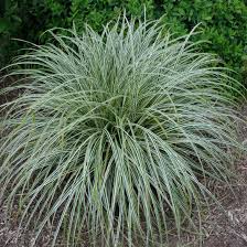 Image result for Carex angolensis
