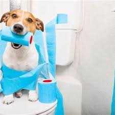 Eight ways to clear out canine constipation at. Easy And Simple Home Remedies To Treat Constipation In Dogs At Home Hubpages