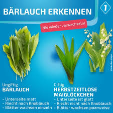 Mit bärlauch lassen sich pasten, salate und aufstriche verfeinern. Barlauch Sammeln Was Man Beim Sammeln Beachten Sollte Bayern 1 Radio Br De