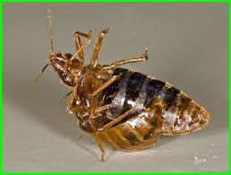 Kutu Busuk Kawin Bedbug Mating Ekor9 Com Hewan Binatang Dunia