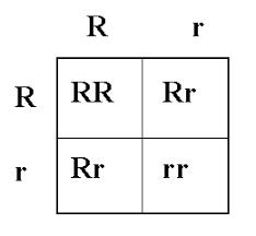 We did not find results for: Punnett Square Practice Monohybrid Mice Ansers Monohybrid Mice Worksheet Answer Key Pdf My Pdf
