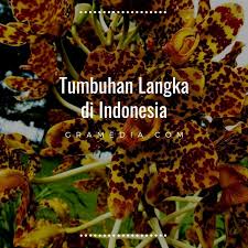 Dimana terdapat jutaan jenis flora yang tersebar dari sabang jumlahnya terus berkurang karena perusakan yang terjadi di habitat aslinya. Tumbuhan Langka Di Indonesia Dan Fotonya Best Seller Gramedia