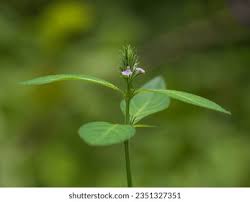 Image result for Justicia incana