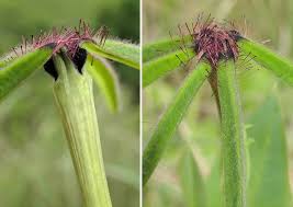 Image result for Riocreuxia torulosa