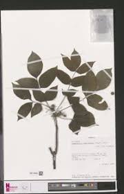 Image result for Fagaropsis