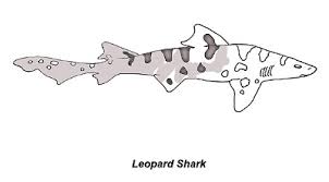Maybe you would like to learn more about one of these? Shark Species Coloring Pages Discover Fishes