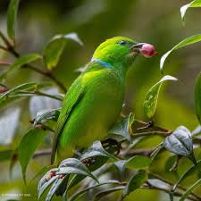 Image result for Cyanotis sp. aff. C. lapidosa