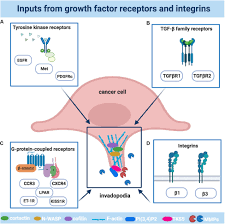 Eventually, they gather to form tumors. Frontiers Tumor Cellular And Microenvironmental Cues Controlling Invadopodia Formation Cell And Developmental Biology