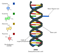 Berbagai berita seputar gambar bunga majemuk dan bagiannya dan tanaman hias lain nya. Pengertian Materi Genetik Dna Dan Rna Lengkap