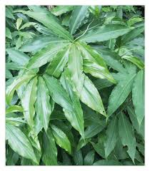 Image result for Costus afer