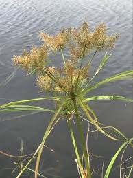 Image result for Cyperus sp. (ex Mariscus sp.no.2)
