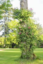 Comment Entretenir Les Rosiers Lianes Rosier Liane Rosier Idees Jardin