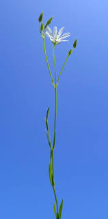 Image result for Stellaria sennii