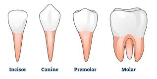Image result for Dentition