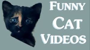 We scoured the internet for funny memes, counted likes, combined results and compared them. Funny Cat Videos Clean New 2014 Funny Clean Cat Video Cats For Kids Funny Cats Youtube