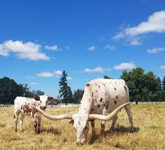 Fridayfunny What Do You Call A Cow Who Just Recently Had It S Baby Decalffeinated Nn Hiredhandcustomer A S Land And Cat Animal Planet Cattle Breeds