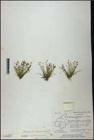 Image result for Eleocharis atropurpurea