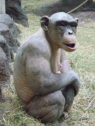Hairless Ape Gallery Hairless Animals Animals Beautiful Animals