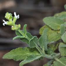 Image result for Sphedamnocarpus angolensis