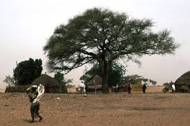 Image result for Faidherbia albida