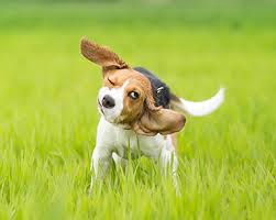 The symptoms you have described could be due to a foreign body e.g. Head Shaking In Dogs Pdsa