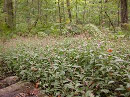 Maybe you would like to learn more about one of these? Species Profile Persicaria Longiseta