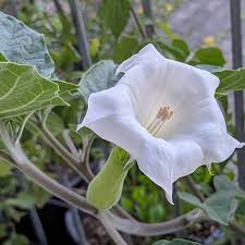 Image result for Datura inoxia