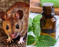 Combine 1 cup water or rubbing alcohol with 2 tsp. How Does Peppermint Oil Keep Mice Rats Away How To Use It The Right Way Find Out Now