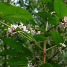 Image result for Cyclosorus striatus