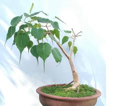 Ficus Religiosa Sacred Fig Bodhi Tree 100seeds Etsy India