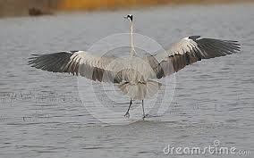Grey Bird With White Stripes On Wings Pin On Bird Photographs