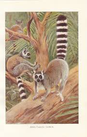 Ring Tailed Lemur Primates Ring Tailed Lemur Art Antique Print Etsy In 2020 Lemur Art Animals Animal Print