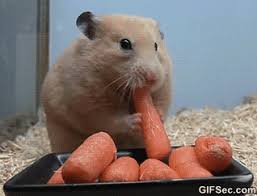 5 Hamster Die Es Sich So Richtig Schmecken Lassen Unicum Abi