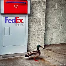 Mallard Duck Walking By A Fedex Express Parcel Post Box Parcel Parcel Delivery Fedex Express
