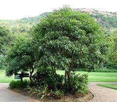 Image result for Heteropyxidaceae