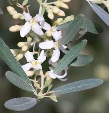 Image result for Rinorea angustifolia