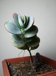 Suculindas Floripa Kalanchoe Marnieriana Suculentas Penduradas Suculentas Jardim De Plantas Suculentas