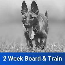 We specialize in customized training programs for you and your companion. 2 Week Board And Train Off Leash K9 Training Columbus