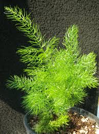 Image result for Asparagus racemosus