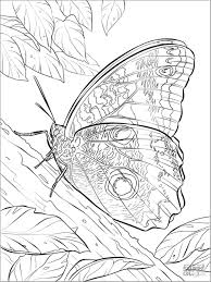They are great for adults, teens, and even kids to color for fun or even to print on watercolor paper and let your creativity flow. Yellow Edged Giant Owl Butterfly Coloring Page Coloringbay