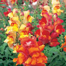 Antirrhinum Majus Snapdragon Sunset Magazine